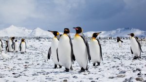 penguin antarctica
