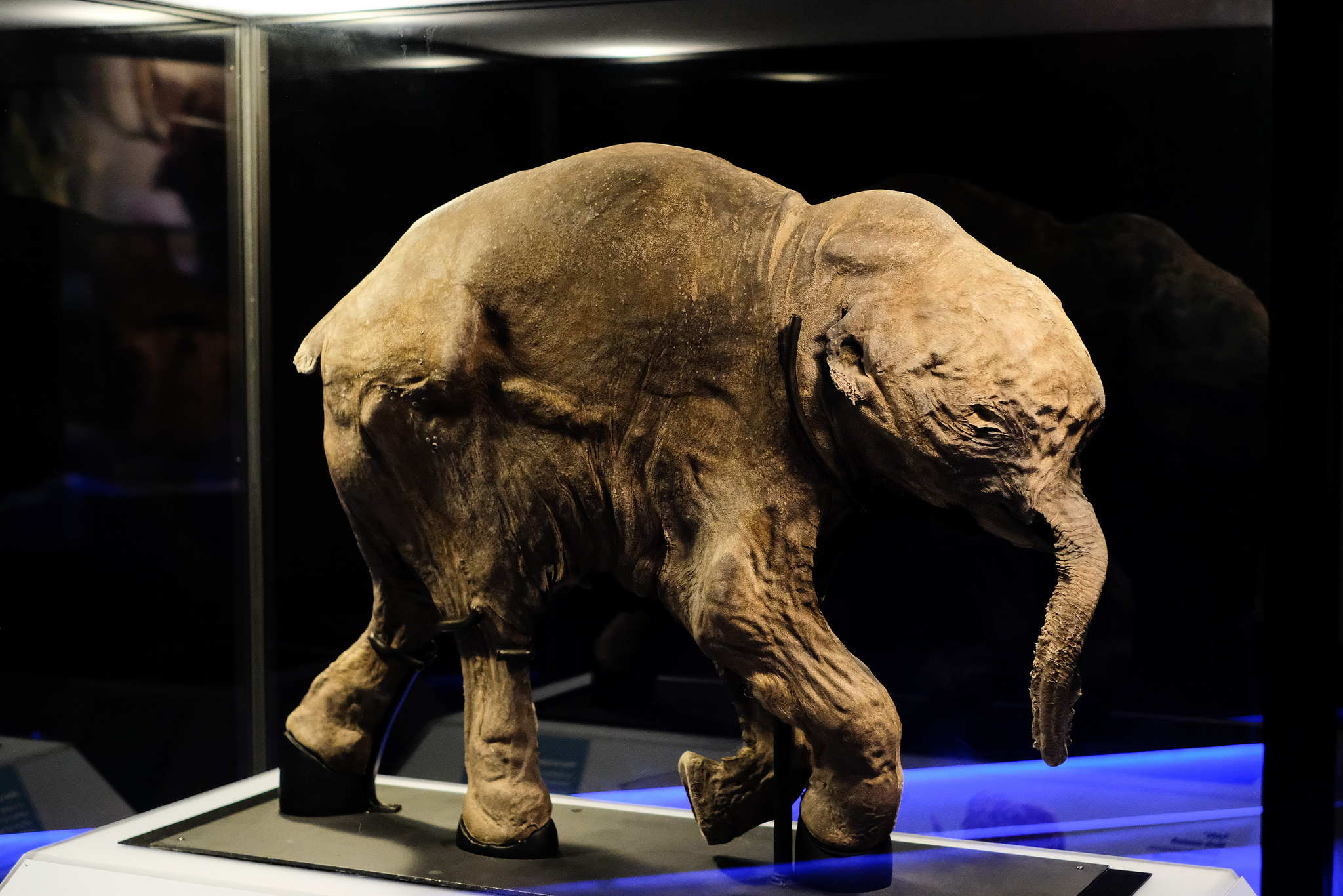 Woolly Mammoth Extinction Cause