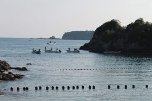 Taiji whale drive